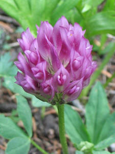 Trifolium parryi